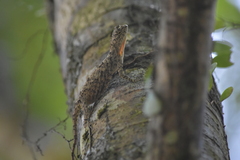 Draco maculatus haasei