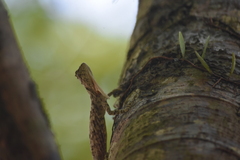Draco maculatus haasei