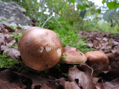 Leucopaxillus gentianeus