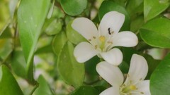 Formicidae