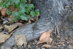 Elgaria multicarinata