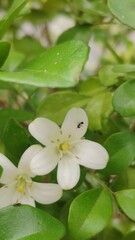 Formicidae