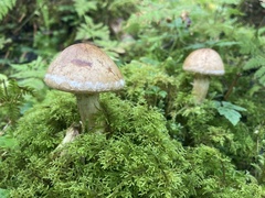 Cortinarius caperatus