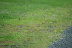 Carduelis carduelis britannica