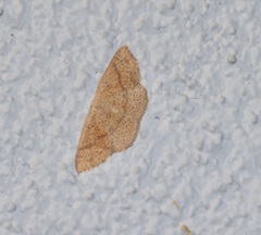 Cyclophora dataria