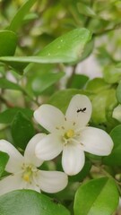 Formicidae