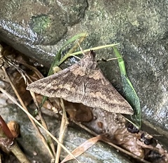 Renia discoloralis