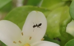Formicidae