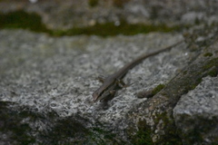 Sphenomorphus maculatus