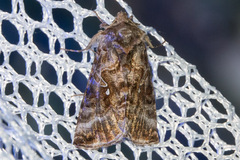 Autographa buraetica
