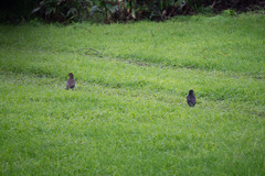 Turdus merula merula