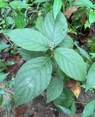 Achyranthes japonica