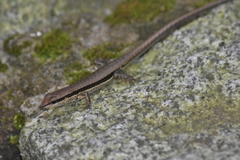 Sphenomorphus maculatus