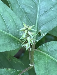 Achyranthes japonica