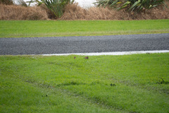 Passer domesticus domesticus