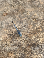 Diplacodes trivialis