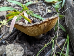 Russula xerampelina