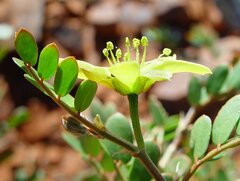 Tribulus suberosus