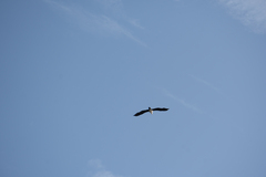 Phalacrocorax varius varius