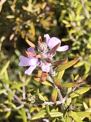 Westringia eremicola