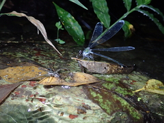 Psolodesmus mandarinus