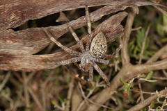 Neosparassus calligaster