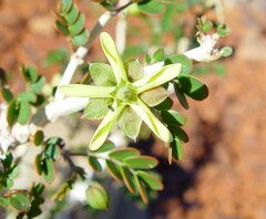 Tribulus suberosus