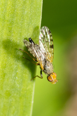 Dioxyna picciola