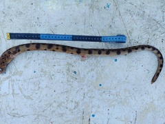 Ophichthus triserialis