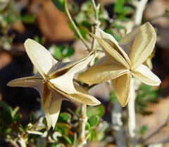 Tribulus suberosus