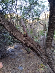 Trichocereus terscheckii