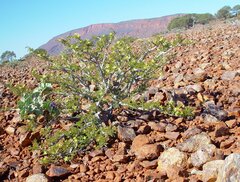 Tribulus suberosus