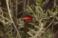 Eremophila glabra