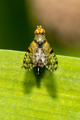 Dioxyna picciola