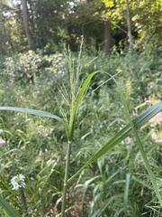 Panicum dichotomiflorum