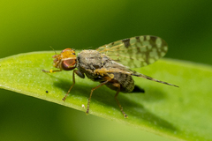 Dioxyna picciola