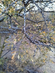 Geoffroea decorticans