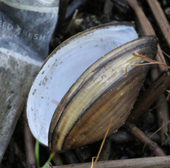 Utterbackiana couperiana