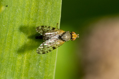 Dioxyna picciola