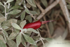 Eremophila glabra