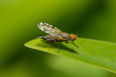 Dioxyna picciola