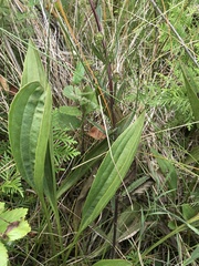 Arnoglossum
