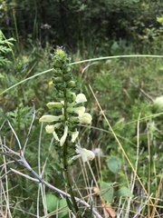 Pedicularis lanceolata