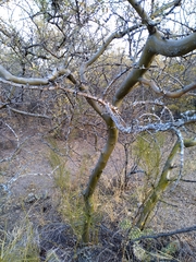 Geoffroea decorticans