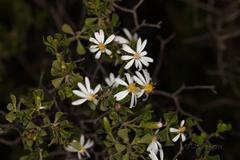 Olearia muelleri