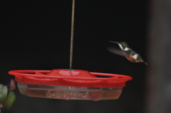 Philodice mitchellii