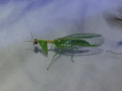 Zeugomantispa minuta