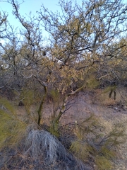 Geoffroea decorticans