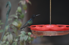 Boissonneaua jardini