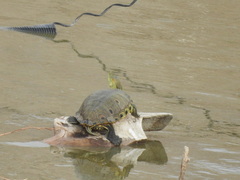 Trachemys hartwegi